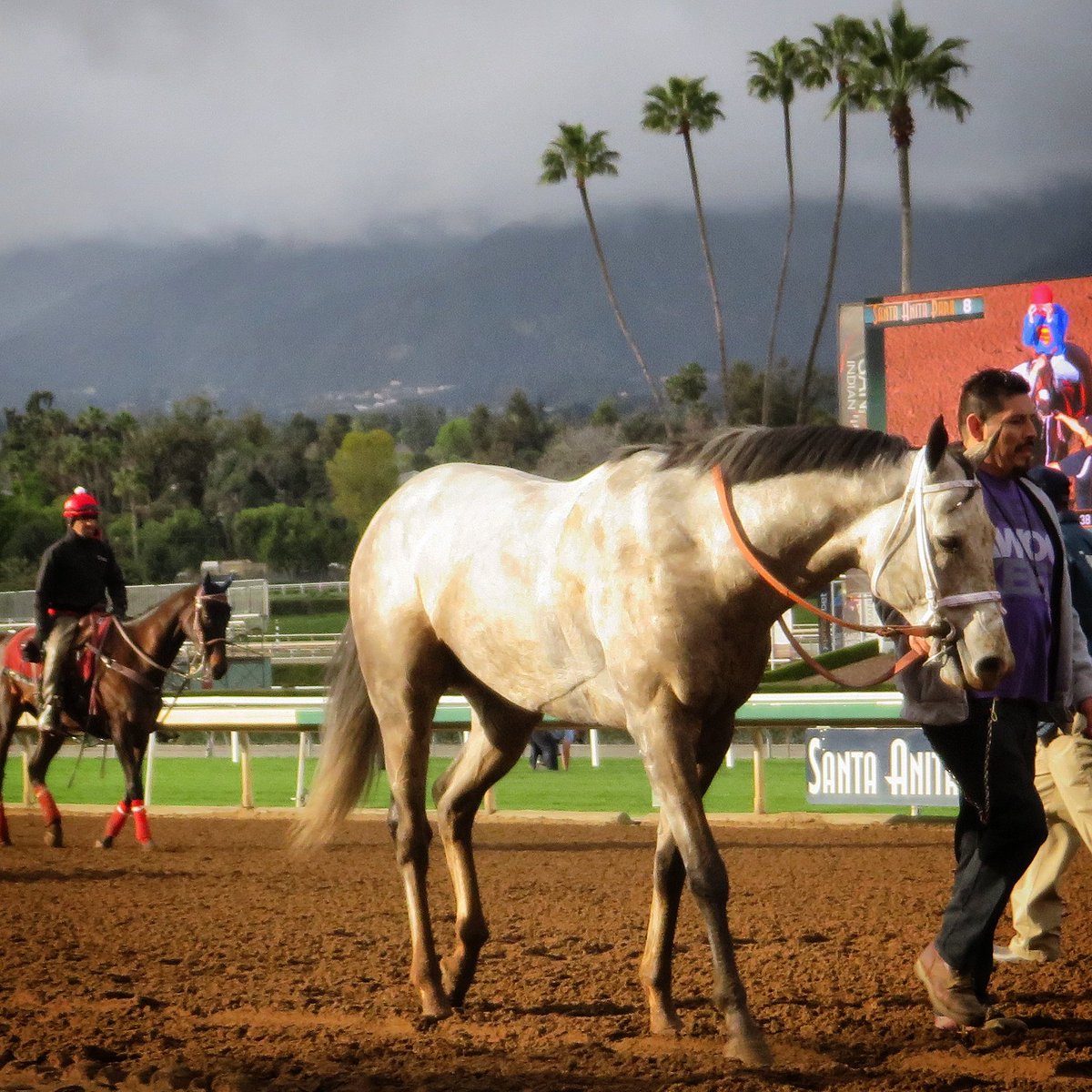 RubenUnemployed's tweet photo. Grey-t day of racing!π΄
#GrazenSky π glowing gorgeously following 2nd place finish in Tiznow Stakes for @miyadi_racing #SantaAnitaPark https://t.co/m7MpgTH8Uj