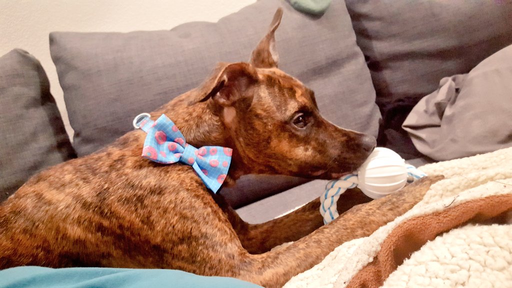 ChilledChaos's tweet photo. We bought Rex a doughnut bowtie...he's a classy bastard https://t.co/g2XkIZ3GO4