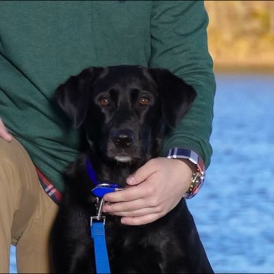 frecklesthedog1's tweet photo. #NewProfilePic https://t.co/ompUv46Rzm