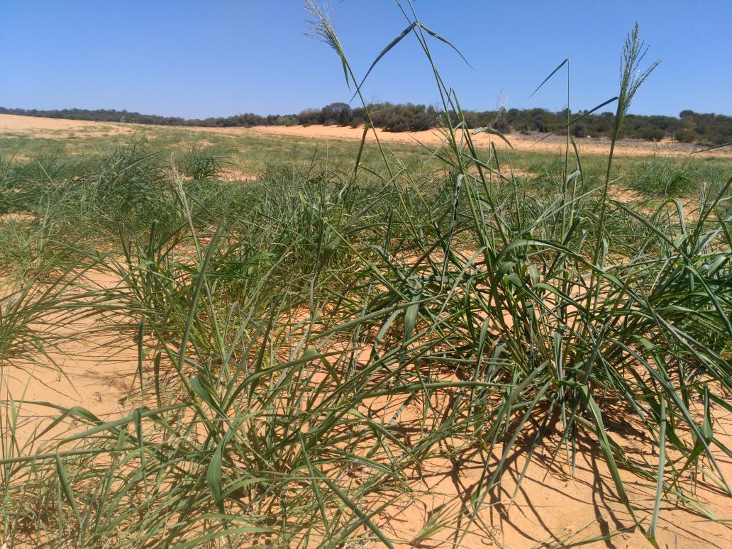 jockbo75's tweet photo. Planted perennials Vs Native paspalidium warrego. @NACC_NRM trial East Yuna #sandrehab https://t.co/v5IKVzWyI4