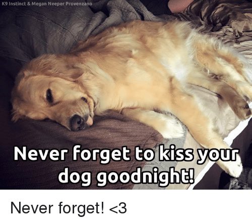 TrinitysBooks's tweet photo. #Goodnight #sweetdreams #dogs https://t.co/q2O3aE8N2h