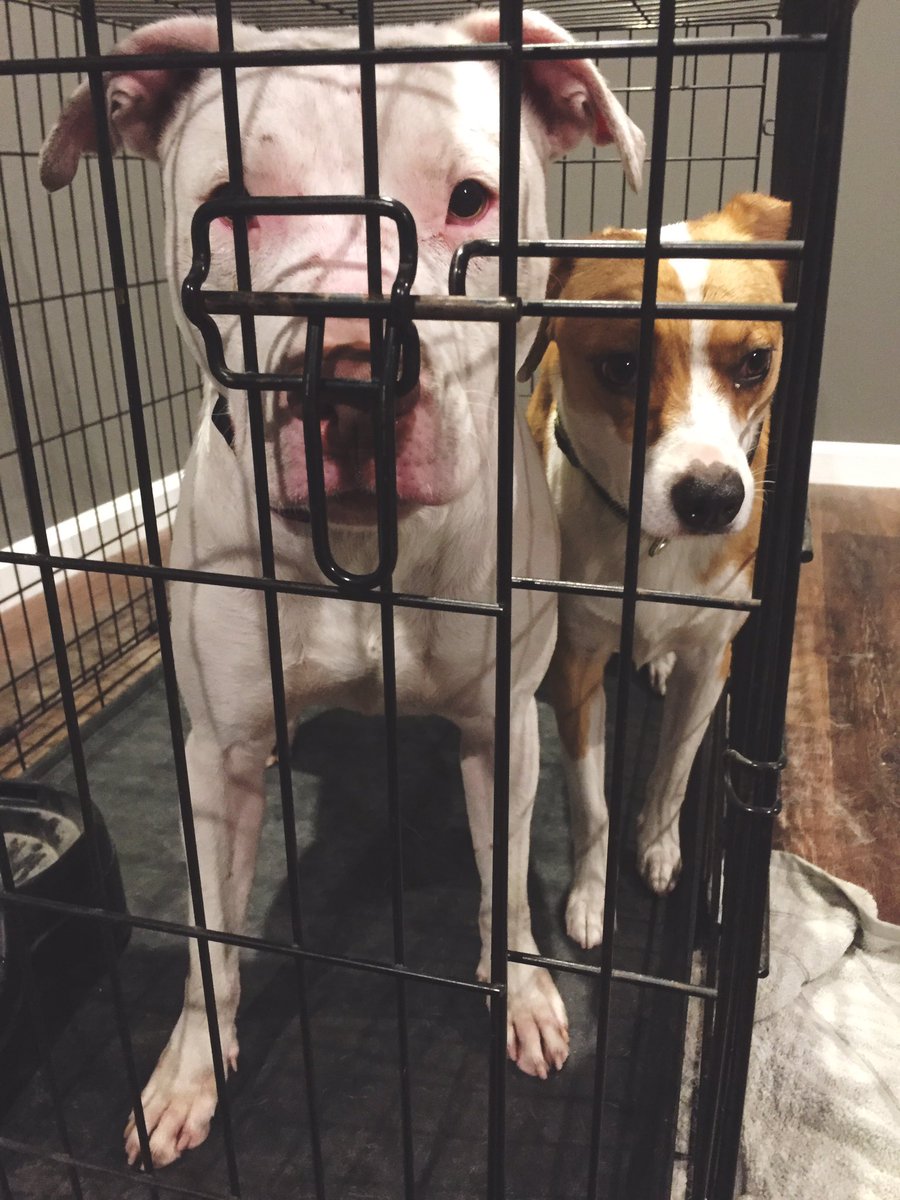 wagwalkersd's tweet photo. Use my promo code for a free walk: CASSANDRA4826  #dogsofsd #sandiegodogsitting #dogwalking #dogs #wag #wagwalking https://t.co/h6vvwQUSmH