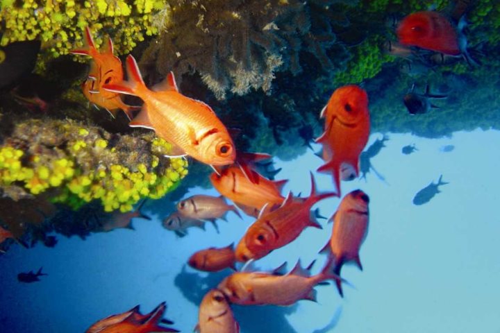 GambiaXperience's tweet image. Life beneath the waves around the islands of #CapeVerde bit.ly/2i4wFma @CapeVerdeExp