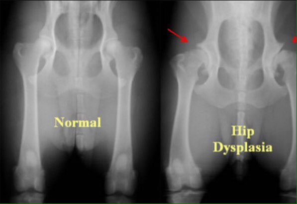 TTAltTherapy's tweet photo. Read My lastest UPDATE ON Hips &amp; Elbow Dysplasia ✨❤✨https://t.co/Nicy9ldsox #Photizolighttherapy #healingforhips #AmazingMrTom #Totally https://t.co/3HdZxkD6FE