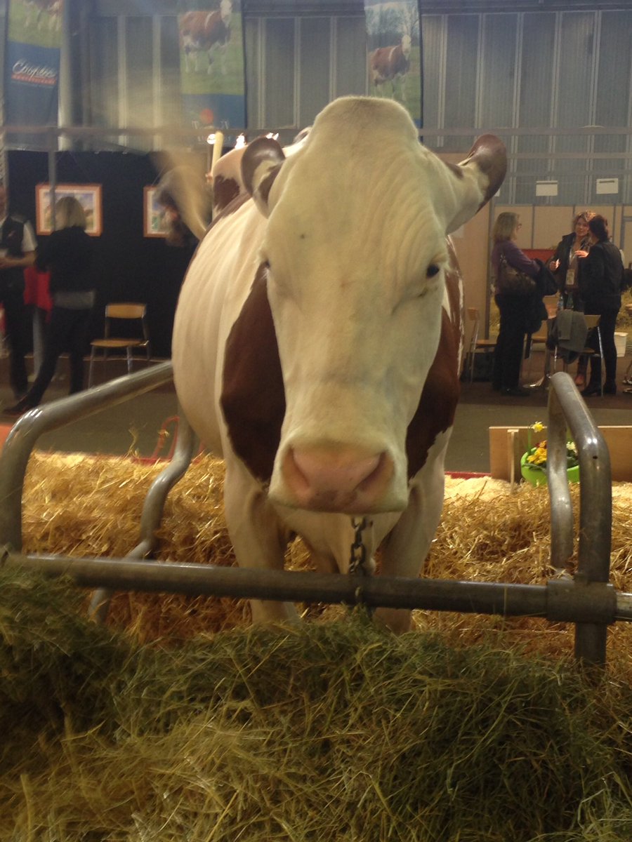 PROMOSALONS_ES's tweet photo. ¡Estamos recorriendo el salón #sima2017 para saludar a nuestros expositores españoles! y nos hemos encontrado con... 🐮🐮🐮#simagena https://t.co/LKq3KEx7Am
