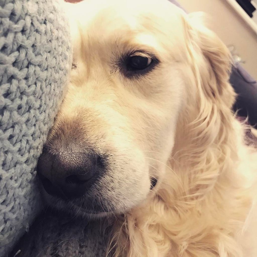 LaRainbow's tweet photo. So moody. So haunted. Such a poser. 😉
.
.
.
#goldenretriever #goldenpuppy #goldensofinstag… https://t.co/29xtGd3YBm https://t.co/JHnMX0QfVz