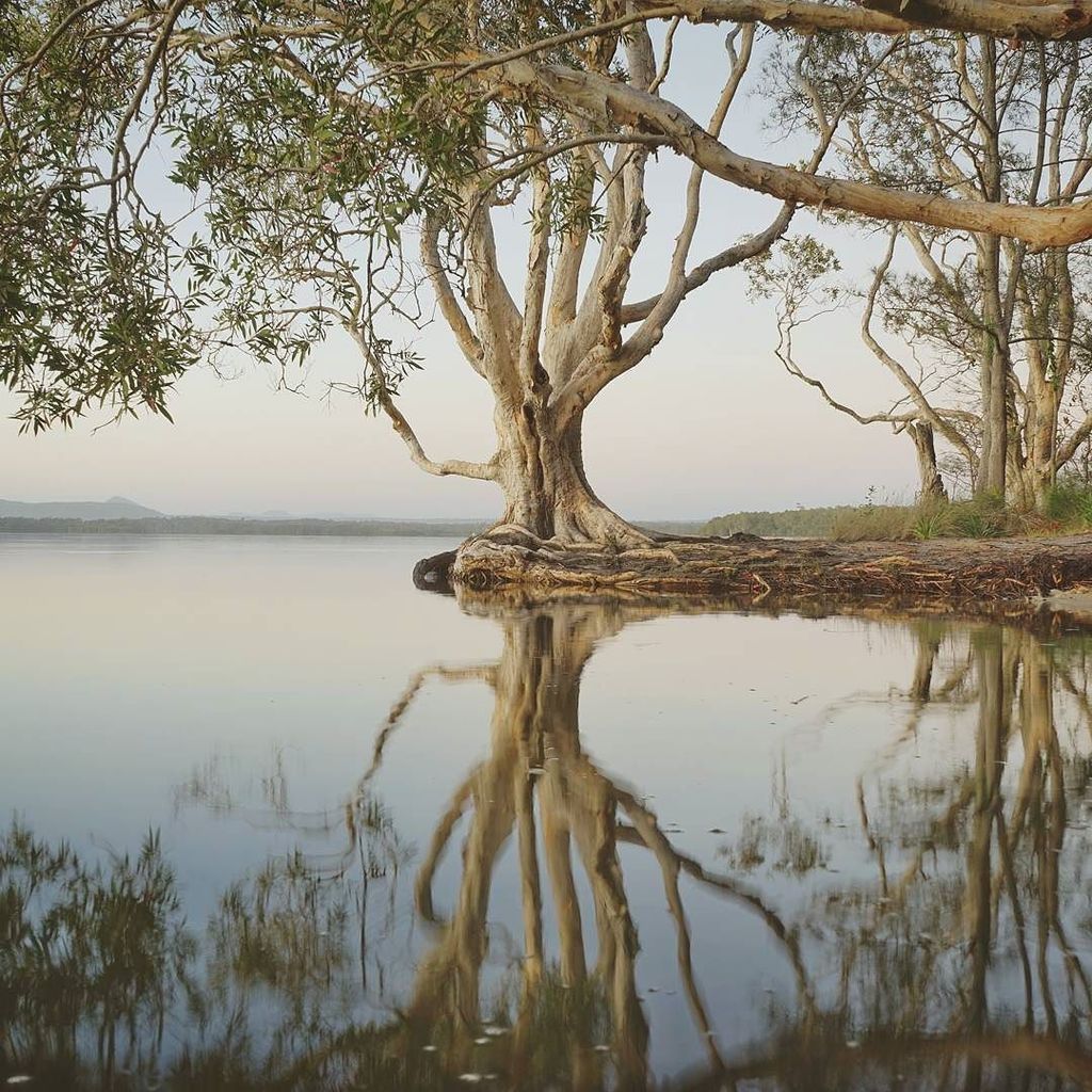 KeiranLusk's tweet photo. Tree love. Early morning tranquility at #BoreenPoint on Lake Cootharaba. We camped on the … https://t.co/AE2aWZtbkM https://t.co/KeVFuEzJaE