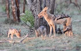 AWAREZimbabwe's tweet photo. ZOL animal ambassador "Black backed jackal"  Proud partners working towards educating and inspiring
https://t.co/yyUQTX9KwB

#poweredbyZOL https://t.co/3csgHQ8M4B