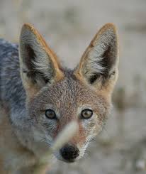 AWAREZimbabwe's tweet photo. ZOL animal ambassador "Black backed jackal"  Proud partners working towards educating and inspiring
https://t.co/yyUQTX9KwB

#poweredbyZOL https://t.co/3csgHQ8M4B