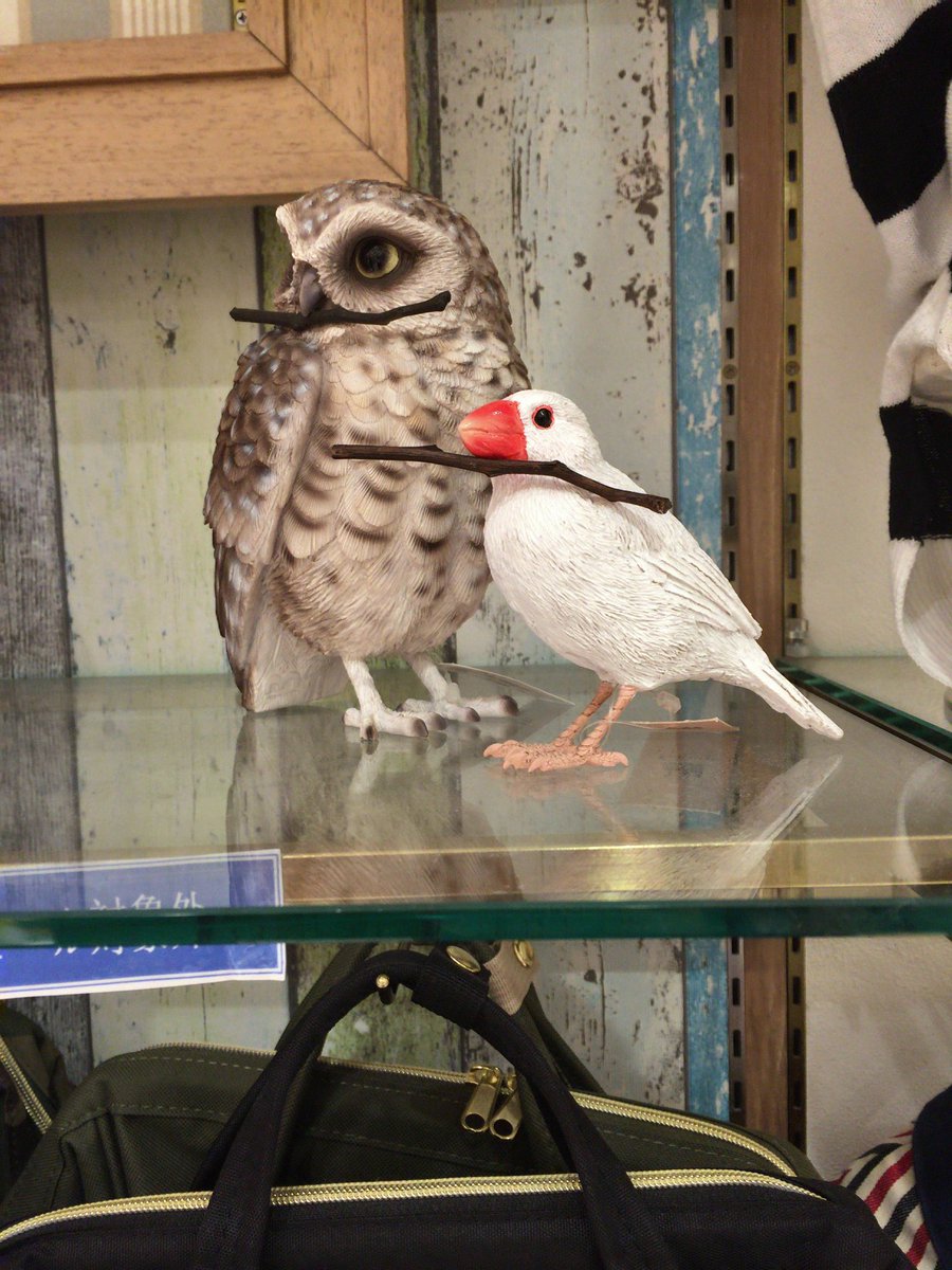 i_peatey's tweet photo. なんで文鳥だけそういうことになったのか、小一時間問い詰めたい https://t.co/v2TBZgPDep
