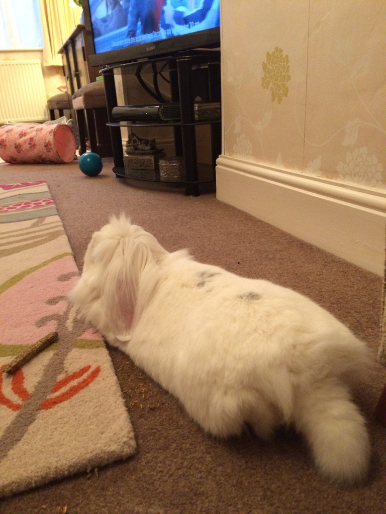 House Rabbit Society (Houserabbit) Twitter