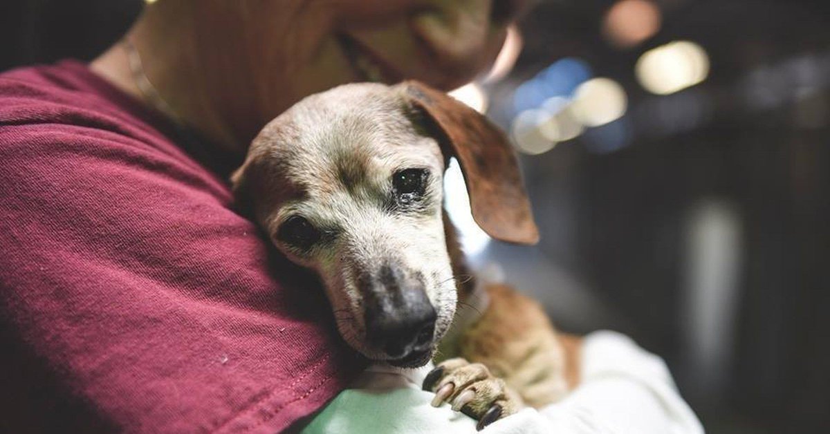 dodo's tweet image. Senior shelter dogs are finally getting the love they deserve thedo.do/2l4K5Uv
