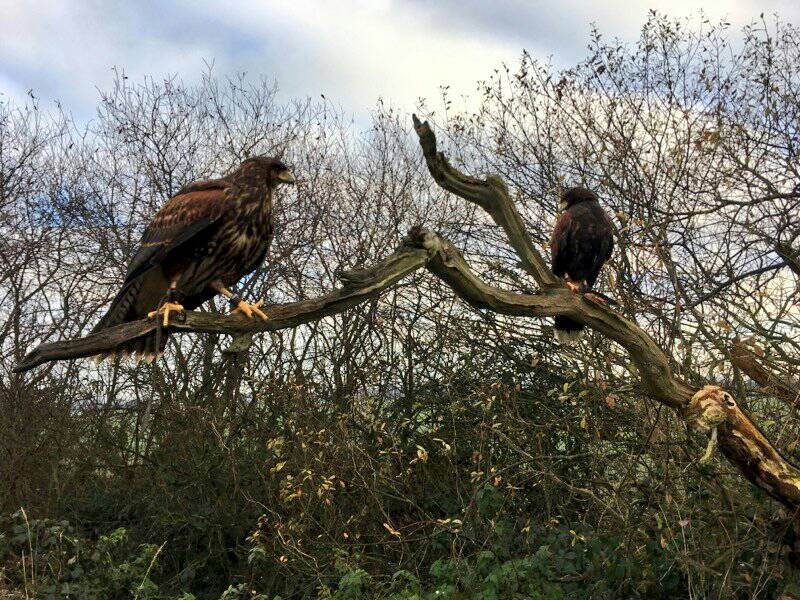 PESTFREEUK's tweet image. A Team Ready to tackle the pigeons of #coventry and #westmidlands #ethicalsolutions #pestcontrol #pigeons #gulls #birmingham #Warwickshire