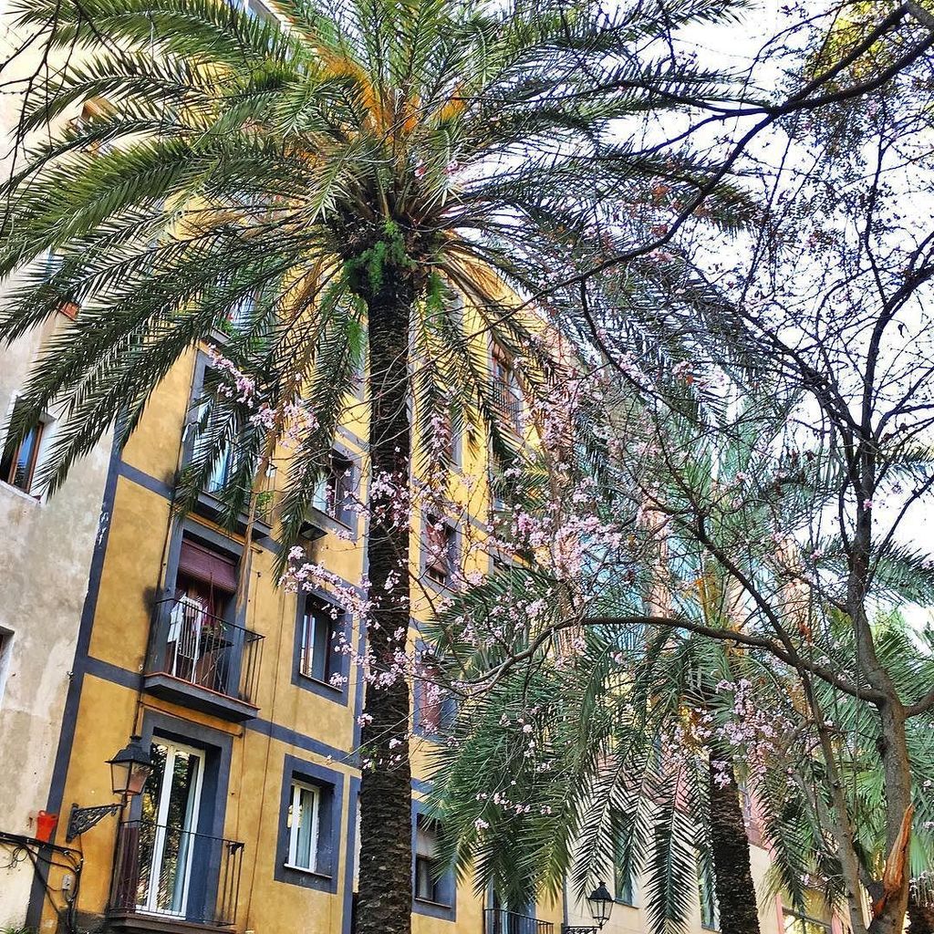 Loving these beautiful spring-like days in #Barcelona lately! ift.tt/2m1P5IW