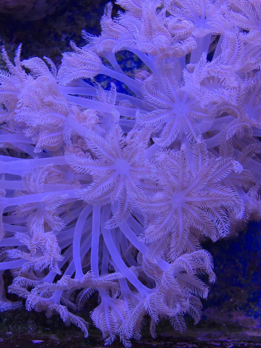 One of our favorites #pulsing #Xenia, now #shipping with our new kanister to make sure it arrives #safeandsound.  Available Now !