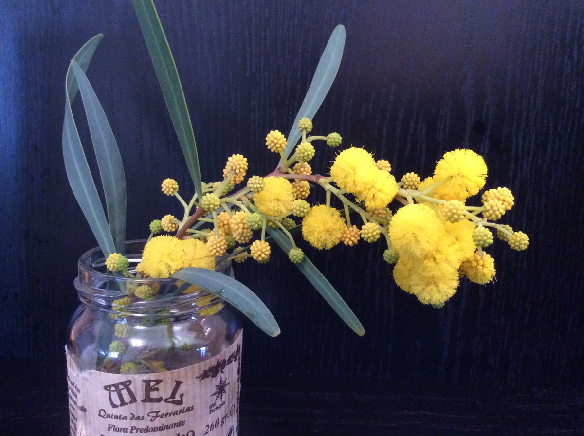 BeautyShortlist's tweet photo. Official name: Acacia/Yellow Mimosa
Alternative name: Happiness Pom Poms 

#springiscoming 
#yellow https://t.co/u7mnTUlAiF