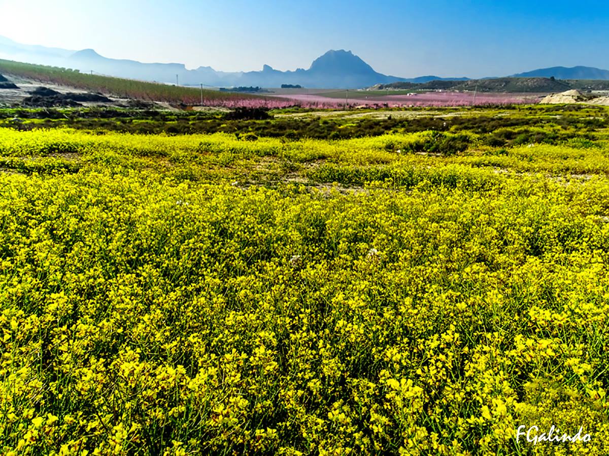 ¡Guau! A falta de 20 días para el inicio astronómico de la #Primavera, así lucen los campos de #Cieza (#Murcia). Imágenes: <a href="/GalindoFotos/">Fernando Galindo</a>.