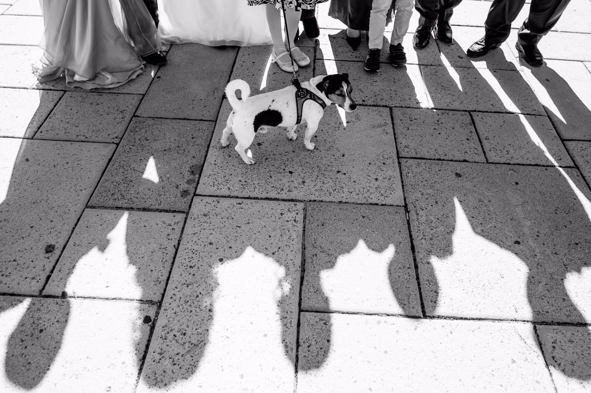 Tutti sotto le mie zampe. Bau. 
<a href="/FujifilmItalia/">Fujifilm Italia</a> #fuji #xt1 #xf18f2 @_fujilove_ <a href="/dogs/">Dogs</a>