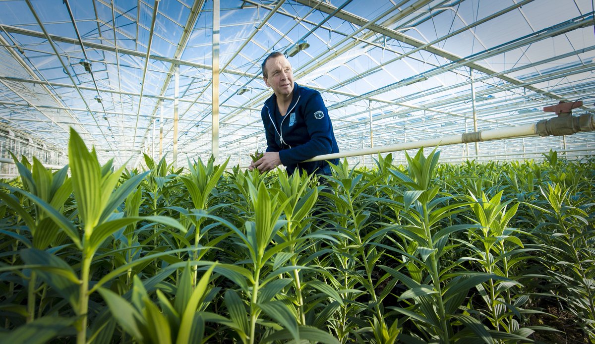 Leliekweker John van Ruijven van @Qualily over zijn passie: 'In een vaas lelies gebeurt altijd wat' mi8.ly/qqv1j1
