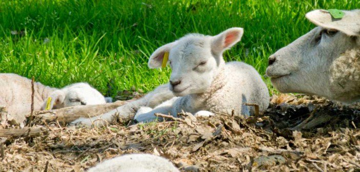 deStreekboer's tweet photo. Vrijdag lammetjes aaien bij Streekboer Sneek! Let op: bestellen kan tot woensdag ipv donderdag! https://t.co/0JeVp7GGfL https://t.co/SEX8Erh12K