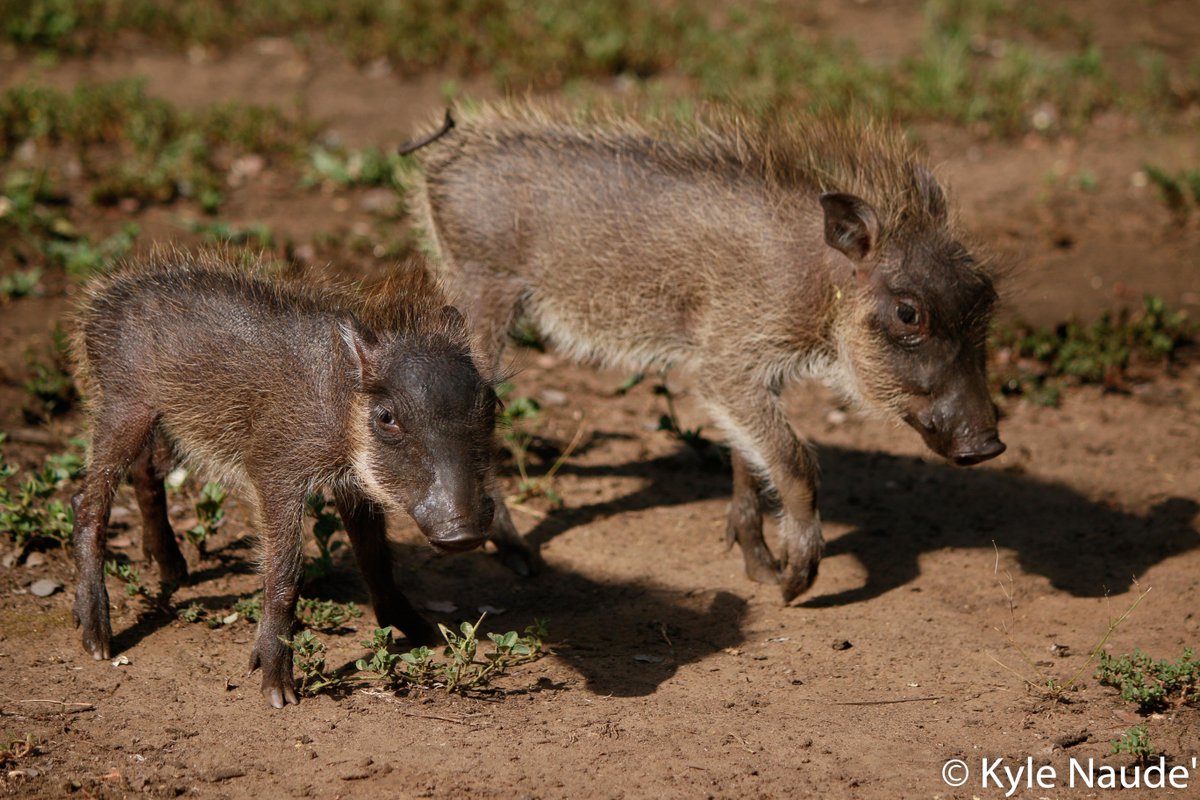 Rhino River Lodge tweet media