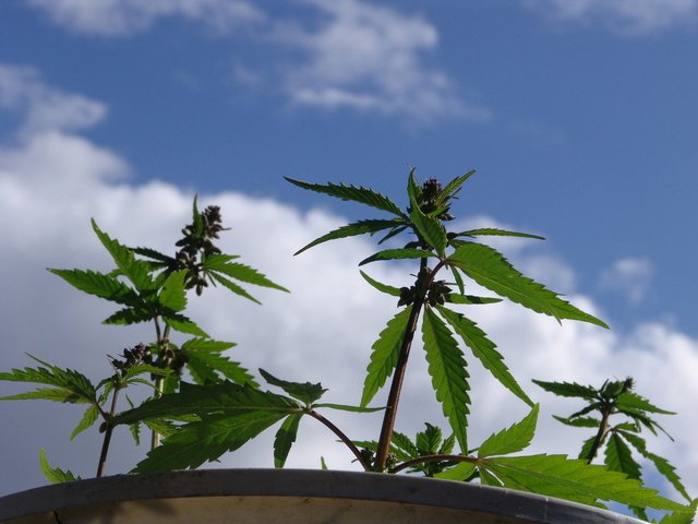 THEMMEXCHANGE's tweet photo. Lawmakers Push for Hemp Comeback in #Wisconsin

https://t.co/rok6a0IP9v #MME #Hemp #WI #hempseeds #hempoil #biofuel https://t.co/f1UPsYAPYN