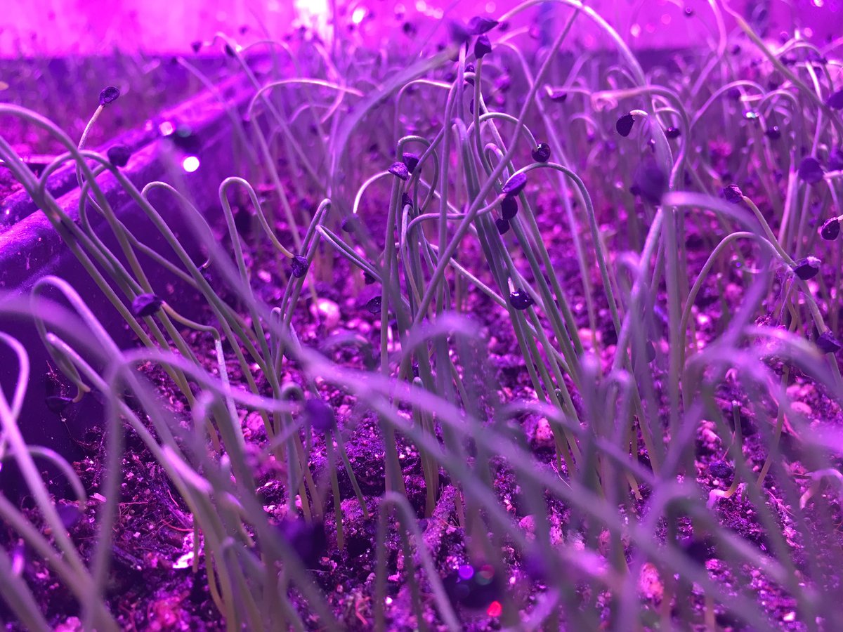 SurpassingSub's tweet image. Unfortunately we don&apos;t have enough space to grow all the onions we will consume this year.can&apos;t wait to expand our garden in #2018 !
#onions