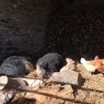 Photo by Coombeshead Farm (@CoombesheadF)
