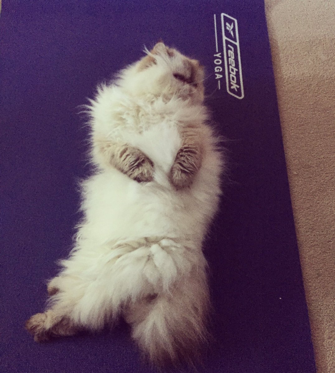 Just finished my #yoga practice, only to find my #Persian #cat in full #bellytwist #pose beside me 😍🙏 #animalyoga #reebok #Himalayan #fluffy