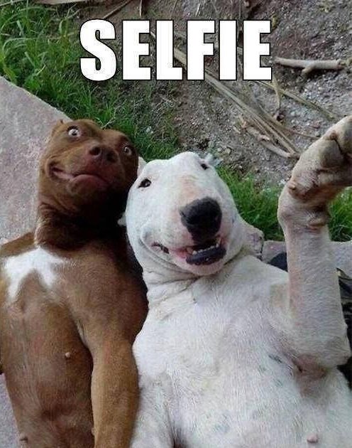 Ya perro, una selfie pa' los cabros