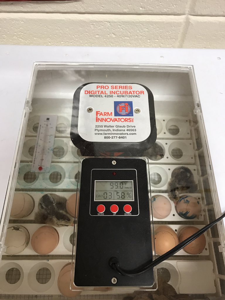 JMacAMac's tweet photo. Students in Ms. Hudgins biology class are observing new life in their chick hatching project! @nmmountaineers @vbcoach32 https://t.co/9QahR7ig6X