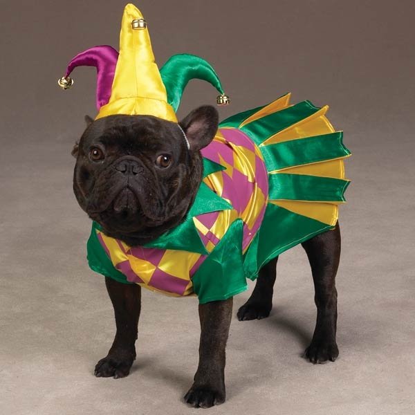 Any of our furry fans ready for #MardiGras? More like #MardiPaws! #dogsinclothes #dogs #dogsdressedup #cute