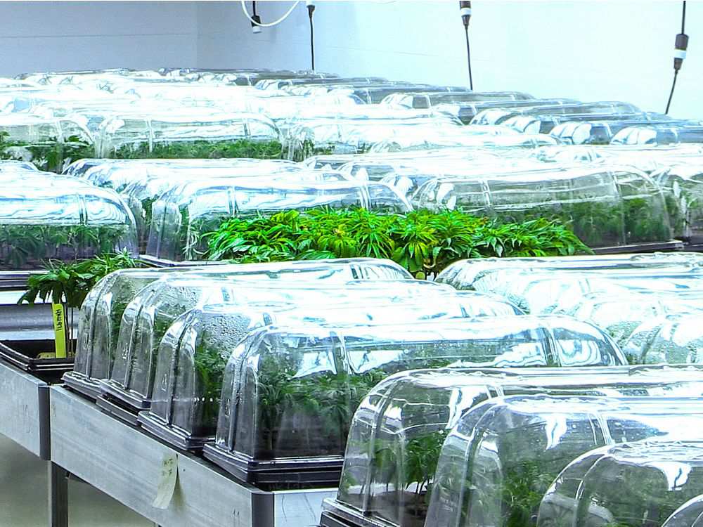 KushCoinDev's tweet image. Canada's marijuana green rush

montrealgazette.com/news/local-new…