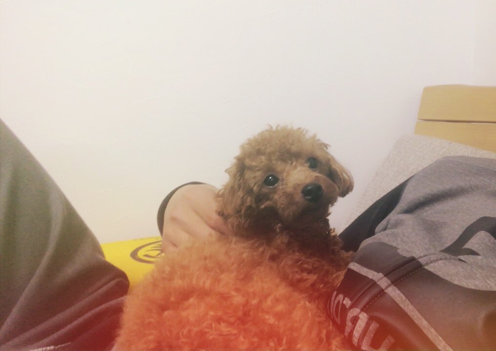 Pilhhip's tweet photo. うちの犬が今迷子です😭真剣に探してます！見かけたら連絡ください！

名前はメロン！
首輪はその日にたまたま外してて今はつけてない状態です！

#拡散希望 https://t.co/fDkiEP6Gxk