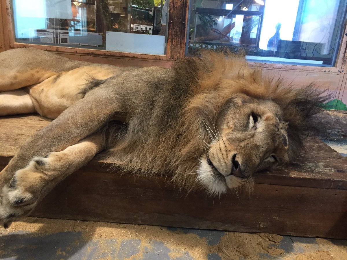 峻生 たかお Auf Twitter 昨日はピエリ守山の めっちゃさわれる動物園 に行ってきました 2時間ぐらいひたすら動物と戯れて仲良くしてました フェレットに噛まれたのが悔しかったので 3月中にもっかい行きたいです