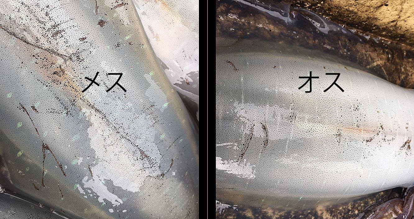 釣り船予約サイト 釣割 大型のアオリイカが釣れる季節ですね ところで皆さん オス メスの見分け方をご存じでしょうか オス 体の表面の模様が 線 メス 体の表面の模様が 丸 アオリイカを締めるとよくわかりますので 是非見てみてくださいね
