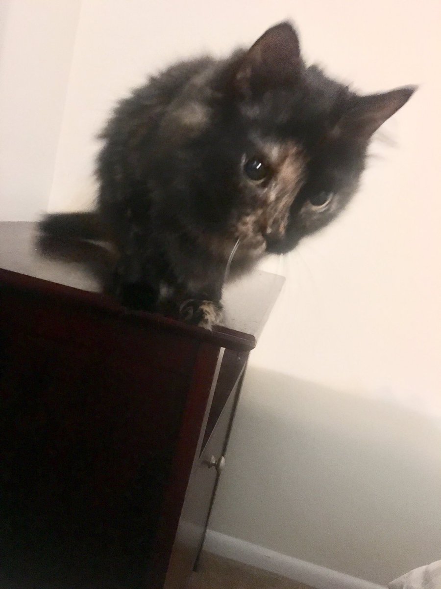 Missye830's tweet photo. That moment when you #openyoureyes, the #cat immediately sees you, and she comes in for a #cuddle. 😍#goodmorning #catlady #obsessed https://t.co/JgBZEjHIBo