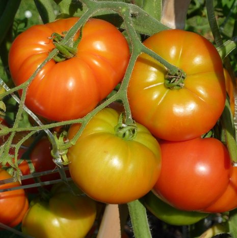 ECO_mercae's tweet photo. #Tomate para cuidar la piel y prevenir enfermedades degenerativas y cardiovasculares https://t.co/OKdzEjPVu4 https://t.co/TcZ7FCijF3