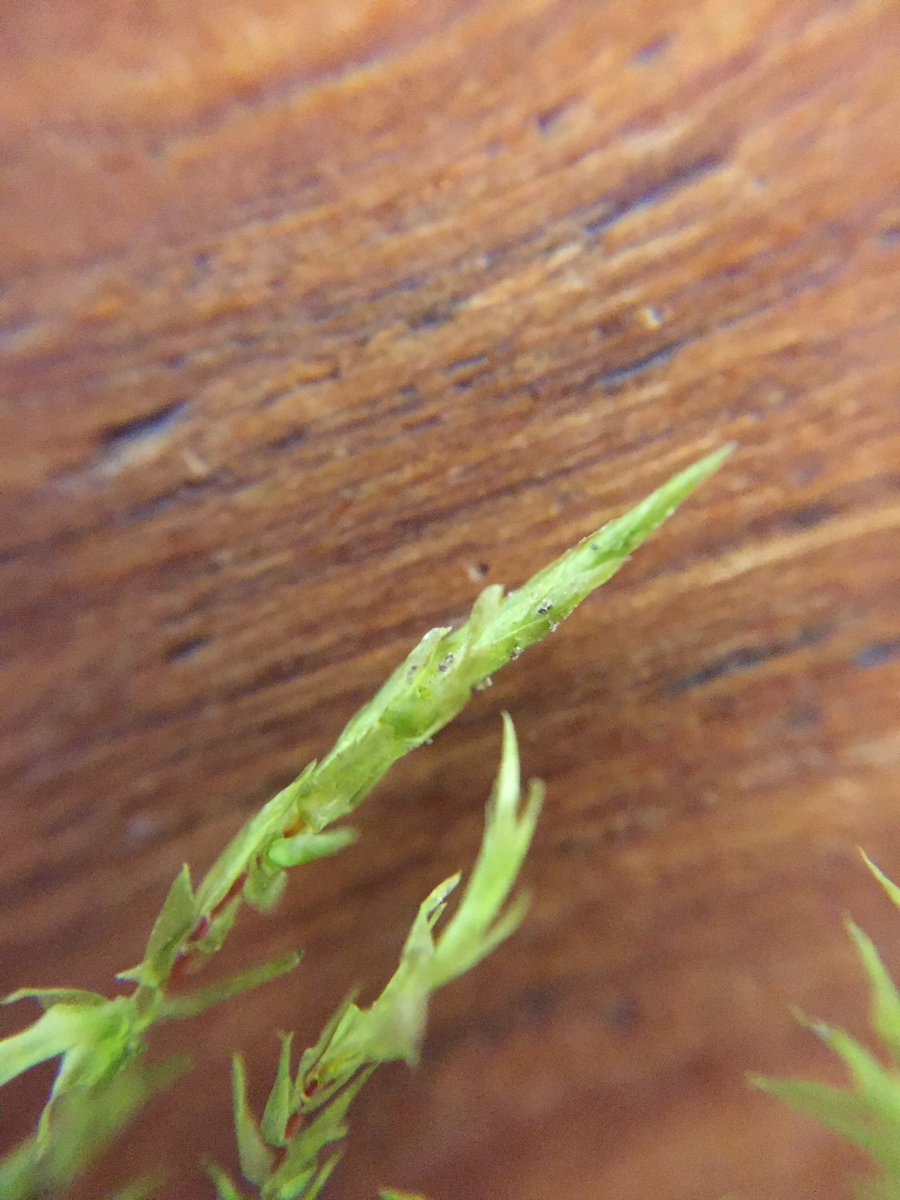 harri_leee's tweet photo. Pointed leaf tips of Pointed Spear-moss (Calliergonella cuspidata) @drmgoeswild @BSBIbotany @BBOWT https://t.co/fbyTxsXLLr