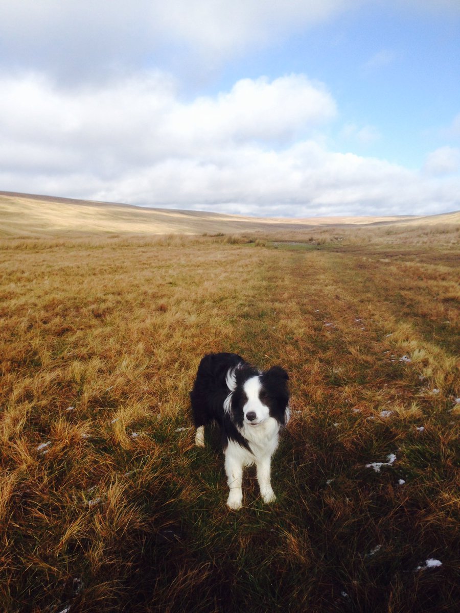FrithLodgeKeld's tweet photo. Tuesday mornings don't get much better! #swaledale #yorkshiredales #collie #pennineway https://t.co/WKVU6yzahm