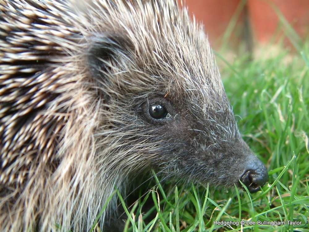 Devon Wildlife Trust (@DevonWildlife) | Twitter