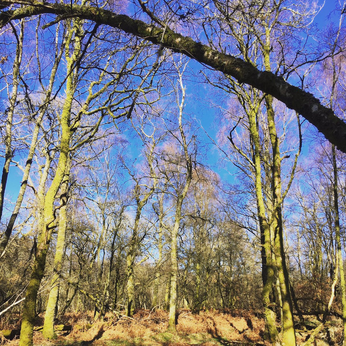 whymummydrinks's tweet image. First time hint of warmth and a touch of green in the woods!  The world is fucked, the lunatics are running the asylum, but Spring is coming