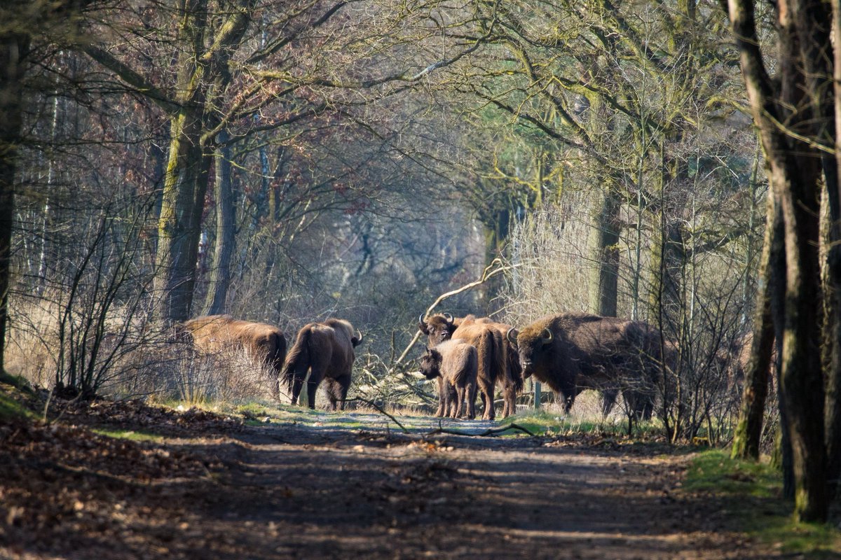 NcDeMaashorst's tweet photo. Meepraten over de Wisenten in de Maashorst? Kom ze eerst bekijken en ervaren.
Nog enkele plaatsen vrij voor de Wisent excursies! https://t.co/YYTqjuJ8VG
