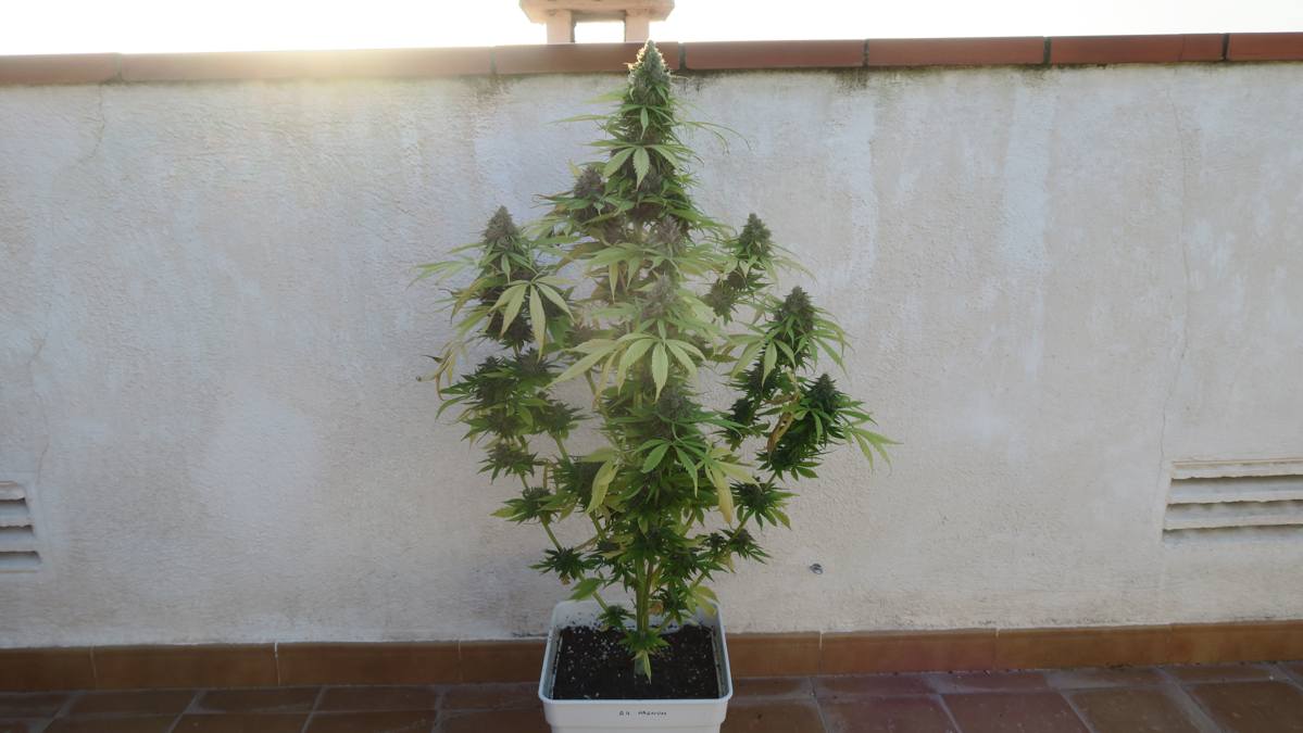 Buddha Seeds على تويتر: "Tras lavado de raíces...Ahora toca esperar que nuestra #autofloreciente #Magnum esté lista para darle el corte #CultivaBuddhaSeeds #cannabis… https://t.co/sQf5fqmEfv"