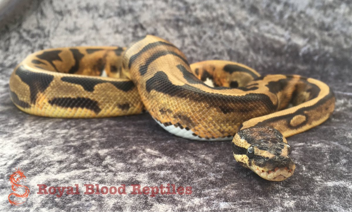 Royal Blood Reptiles tweet media