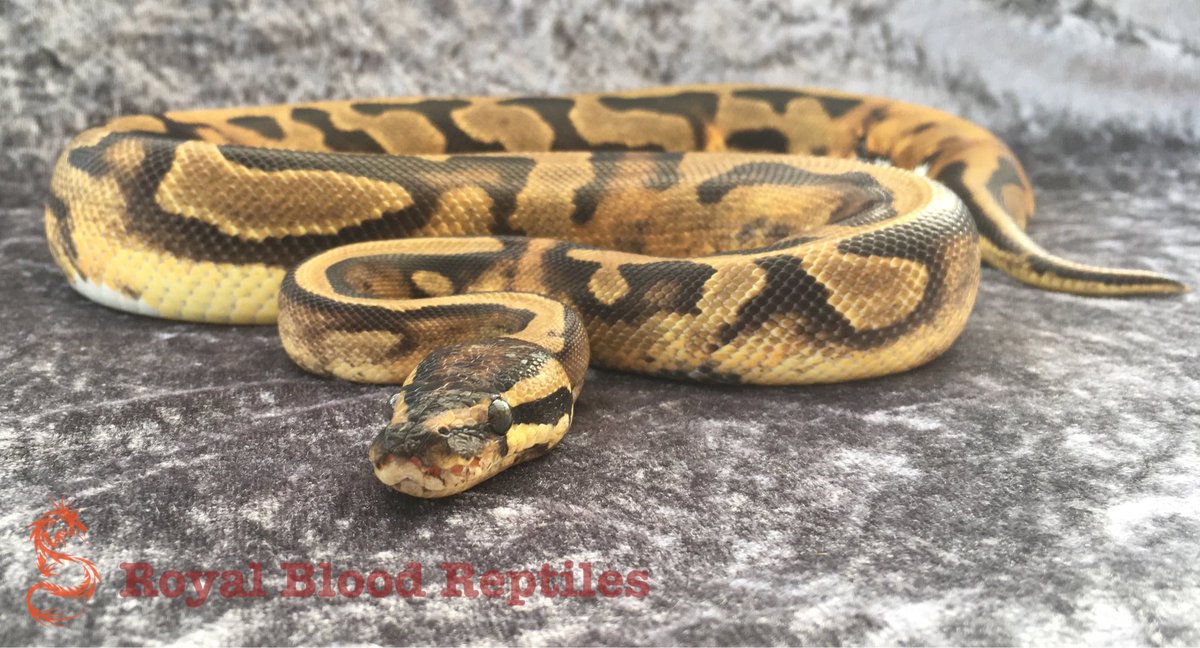 Royal Blood Reptiles tweet media