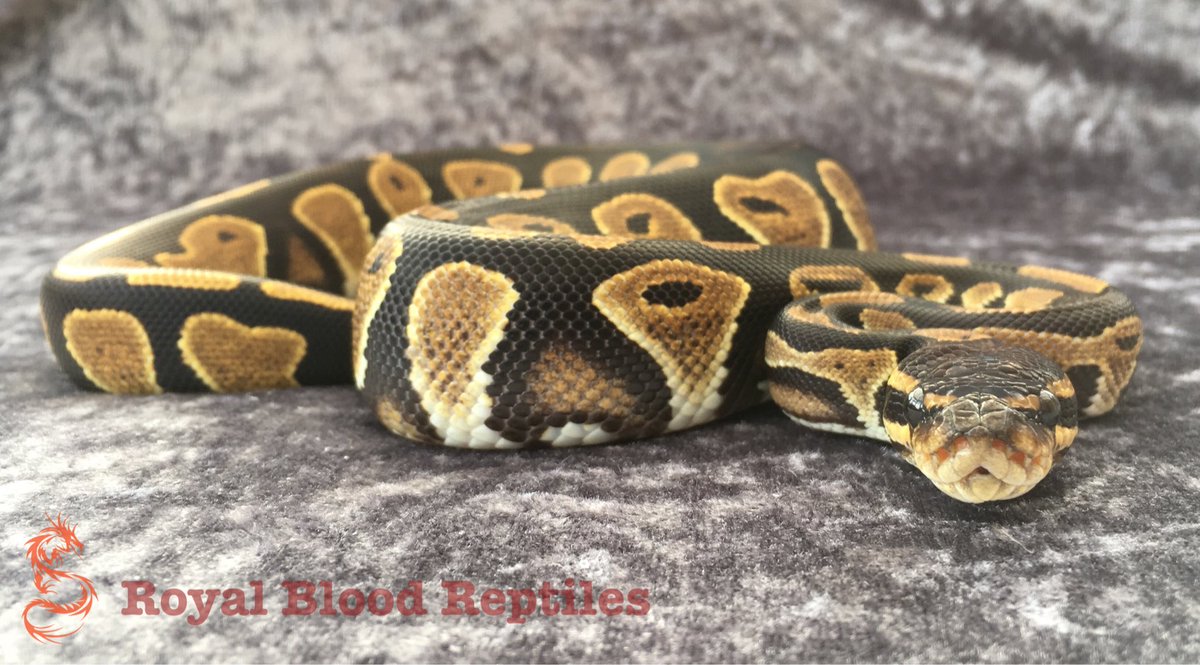 Royal Blood Reptiles tweet media