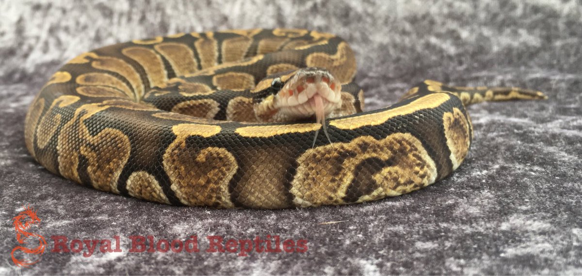 Royal Blood Reptiles tweet media