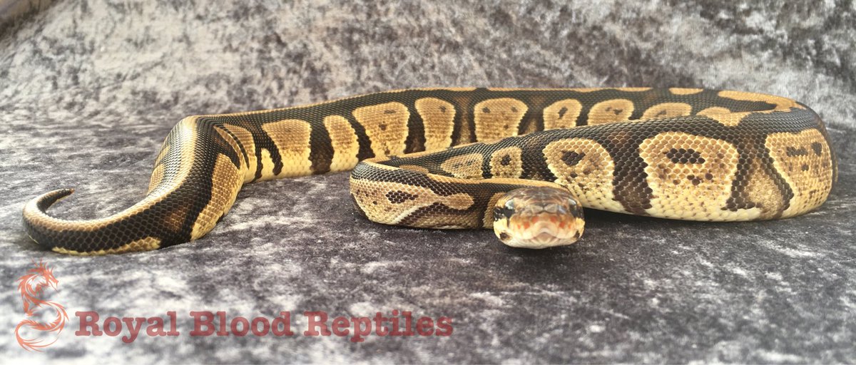 Royal Blood Reptiles tweet media