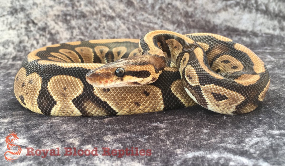 Royal Blood Reptiles tweet media